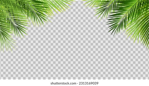 Tropical Palm Leaves Frame And Transparent Background  