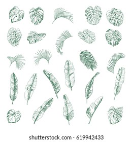 Tropical Palm Leaves Hand Drawn Vector Set