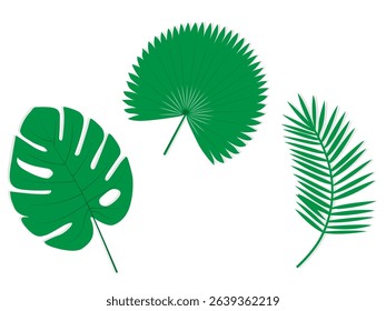 Tropical palm leaves isolated. Monstera plant leaves vector set. Summer forest branches collection. Leaf elements in flat design style rhopalostylis and philodendron