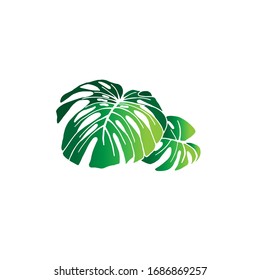 Tropical palm leaves isolated. Vector illustration. Realistic design.