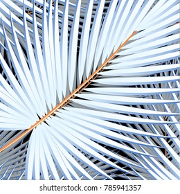 Tropical palm leaves, jungle leaves.