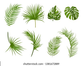 Tropical palm leaves, jungle leaves, botanical vector illustration, set isolated on white background.