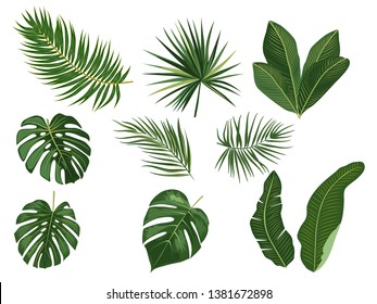 Tropical palm leaves, jungle leaves, botanical vector illustration, set isolated on white background.