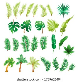 Tropical palm leaves, jungle leaves, botanical vector illustration, set isolated on white background.