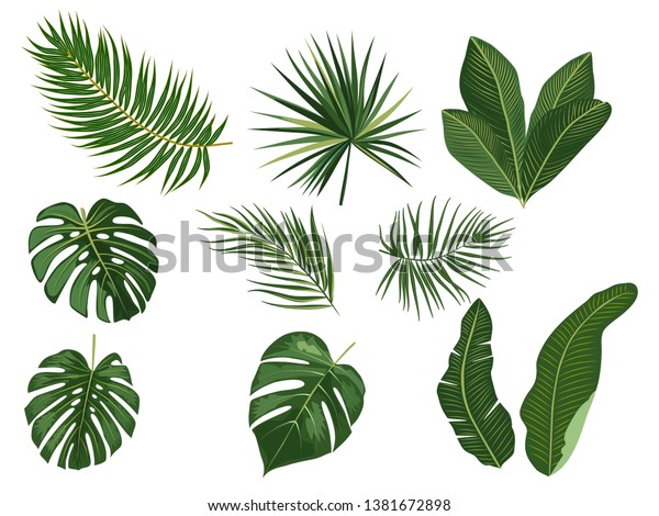 60,528 Tropical Leaves Picture Images, Stock Photos & Vectors ...