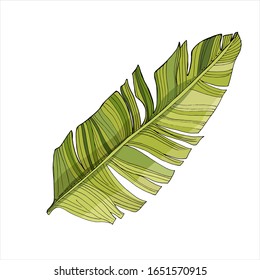 Tropical palm leaves, jungle leaf Isolated on white background. Vintage botanical illustration for decoration of clothes, stickers, swimwear, beach paraphernalia