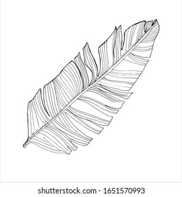 Tropical palm leaves, jungle leaf Isolated on white background. Vintage botanical illustration for decoration of clothes, stickers, swimwear, beach paraphernalia