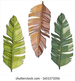 Tropical palm leaves, jungle leaf Isolated on white background. Vintage botanical illustration for decoration of clothes, stickers, swimwear, beach paraphernalia