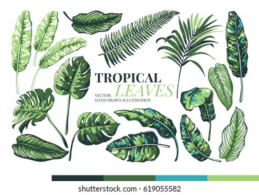 Tropical palm leaves and  jungle leaves. Set of vector trendy illustrations isolated on white background. 