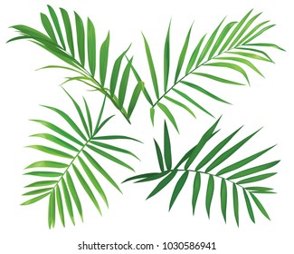 Tropical palm leaves on white background. Vector set of exotic tropical garden for wedding invitations, greeting card and fashion design.