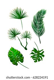 Tropical palm leaves set, drawn vector collection. Isolated on white background. Decorative elements, botanical pattern.