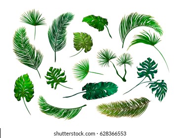 Tropical palm leaves set, drawn vector collection. Isolated on white background. Decorative elements, botanical pattern.