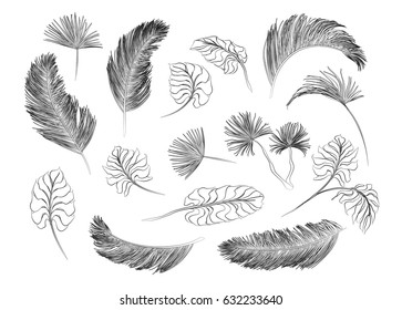 Tropical palm leaves set, drawn vector collection. Isolated on white background. Decorative elements, botanical pattern. Trendy black collection for design.