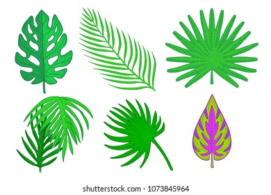 Tropical palm leaves set. Hand drawn plants vector illustration isolated on white background.