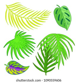 Tropical palm leaves set. Hand drawn plants vector illustration isolated on white background.