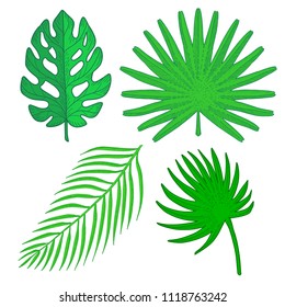 Tropical palm leaves set. Hand drawn leaf of plant vector illustration isolated on white background.