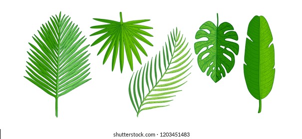 Tropical palm leaves set. Hand drawn plants vector illustration isolated on white background.