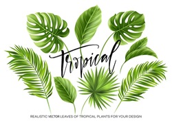 Tropische Palmenblätter Einzeln Auf Weißem Hintergrund. Vektorgrafik EPS10
