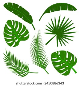 Tropical palm leaves set isolated on white background. Vector illustration, colorful design elements collection.