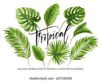 Tropical palm leaves set isolated on white background. Vector illustration EPS10