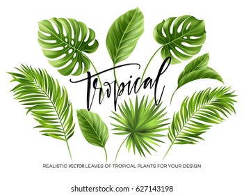 Folhas de palmeira tropicais definidas isoladas sobre fundo branco. Ilustração vetorial EPS10