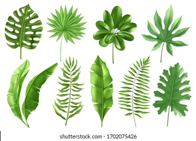 Tropical palm leaves set of in a realistic detailed style. Banana leaves in different angles. Monstera, types of ferns. 