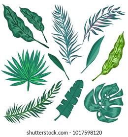 Tropical palm leaves. Set of vector trendy illustrations isolated on white background. Philodendron, banana, monstera, heliconia, orchid, palm set.