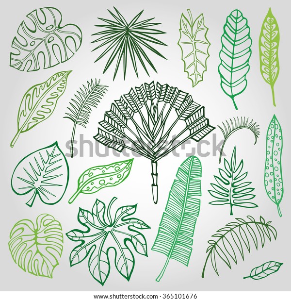 Tropical Palm Leaves Setvector Leafoutline Drawing Stock Vector Royalty Free