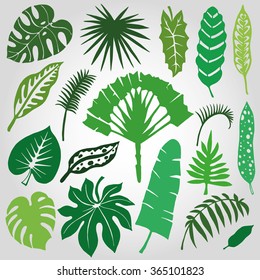 Tropical palm leaves set.Vector leaf,Silhouette drawing, vintage style.Isolated on white.Monstera leaves.Tree branches.Exotic graphic illustration,tropic paradise collection.Plant vector leaves,summer