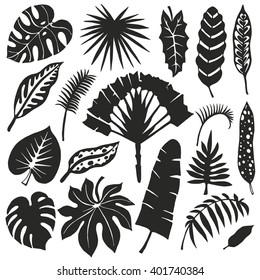 Tropical palm leaves set.Vector leaf,Silhouette.Tropical leaves.Isolated.Summer vector.Monster leaves.Tree branch.Exotic graphic,vacation illustration,tropic paradise collection.Summer,Hawaii,nature