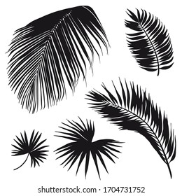 Tropical palm leaves silhouettes. Vector illustration isolated on white background.