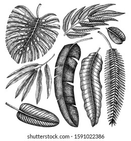 Tropical palm leaves sketches collection. Vector illustrations of banana, monstera, pecan, bird of paradise and other trees. Hand drawn exotic plants leaves. Botanical elements isolated on white. 