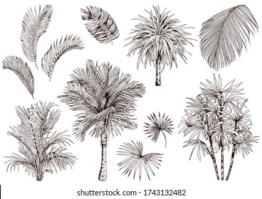 Tropical palm leaves and trees. Hand drawn vector illustration. Isolated element for design.