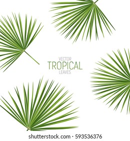 Tropical palm leaves. Vector exotic fan palm leaves.