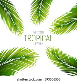 Tropical palm leaves. Vector exotic palm leaves.