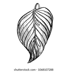 Tropical palm leaves. Vector illustration. Engraved jungle leaves.