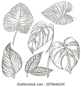 Tropical palm leaves. Vector illustration. Engraved jungle leaves.