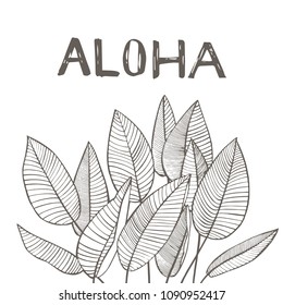 Tropical palm leaves. Vector illustration. Engraved jungle leaves. Lettering phrase - Aloha.