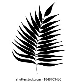 Tropical, palm leaves. Vector illustration for  card, home decor. 
Isolated on white backdrop. 
