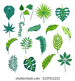 Vector de hojas de palma tropical aislado en fondo blanco.  Plantas verdes de jungla. Calathea, Monstera, follaje bananero y hojas de palma. Árboles exóticos.