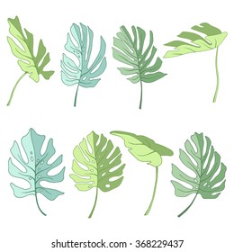 Tropical palm leaves.Floral set for your design. Vector illustration .