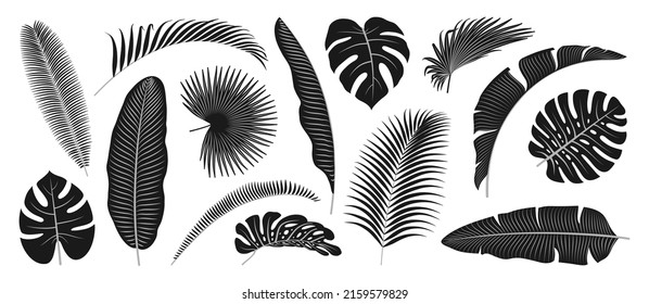 Tropical palm and monstera leaves in black and white, exotic foliage of caribbean or hawaiian beach, summer spring floral decoration. Vector illustration of rainforest flora design elements