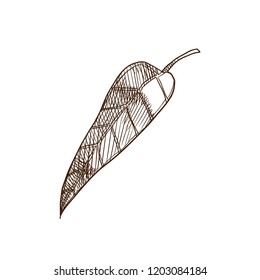 Tropical palm plants and leaves. Botanical exotic plant. Tropical fruit mango plant, with many thin leaves, decorative tree. Plant world, agricultural culture. Vector illustration in engraving style.