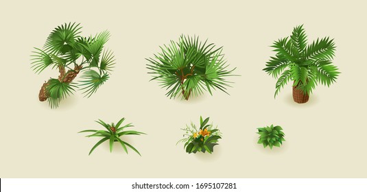 Tropical palm plants on a light background for interior design in isometric. Vector illustration