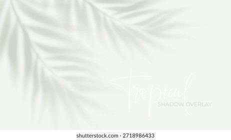 Superposición de sombra de palma tropical sobre fondo blanco con efecto de luz solar suave, perfecta para proyectos de diseño de verano y presentaciones de maquetas realistas con siluetas de follaje natural.