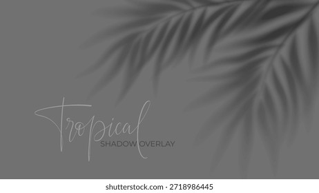 Sombra de palma tropical superpuesta sobre fondo blanco con efecto de luz solar suave. La silueta realista de la hoja crea la sombra natural del verano para los proyectos y los carteles del diseño.