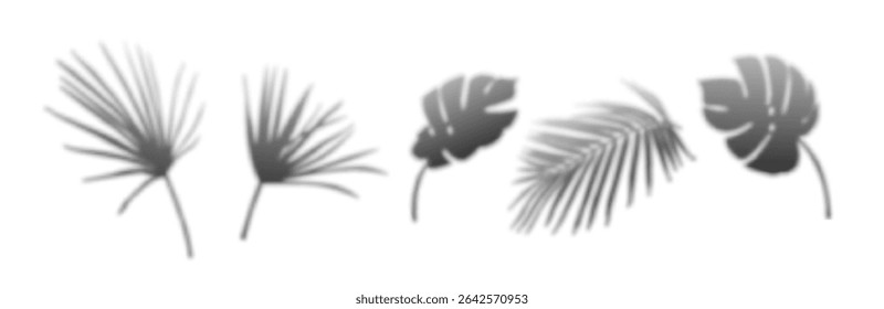 Tropical palm shadow overlay set with realistic leaf silhouettes - monstera and fan shapes creating natural shade patterns for minimalist design backgrounds, photography effects or summer presentation