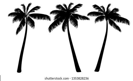 Tropical palm silhouette. Black palm tree silhouette. Set of three trees. Vector illustration isolated on white background. 