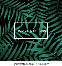 Tropical palm tree