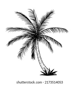 Tropical palm tree, black silhouettes and contours isolated on a white background.